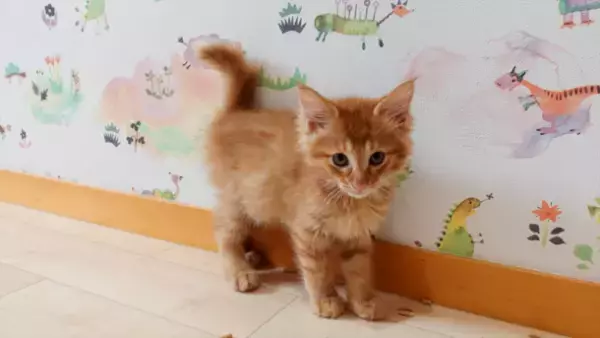 12月19日(日)第5回 保護猫譲渡会イベントを千葉のお寺で開催