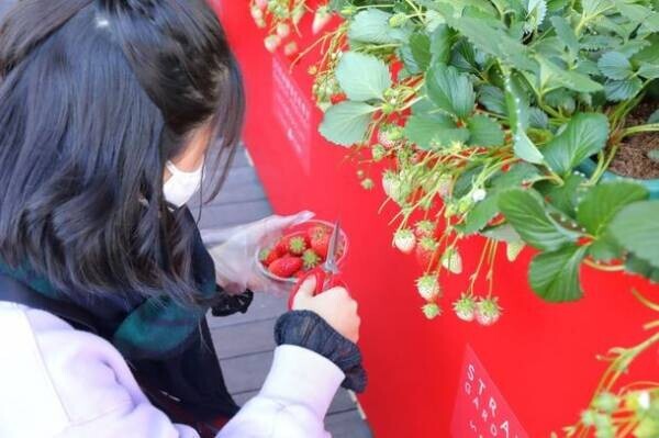 関西最速級！おさぜん農園で“いちご狩り”開園　京都市内でいちご摘み体験ができる「いちごの庭プロジェクト」も12/17～スタート