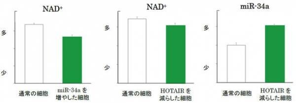 老化抑制に重要な長寿遺伝子「SIRT1」の活性化に欠かせない「NAD+」の量を増やす2つの植物エキスを発見　～第44回日本分子生物学会年会にて発表～