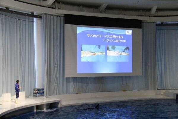 「超サメ展」フィナーレを飾るスペシャルナイトイベントの開催決定！