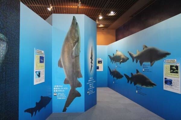 「超サメ展」フィナーレを飾るスペシャルナイトイベントの開催決定！