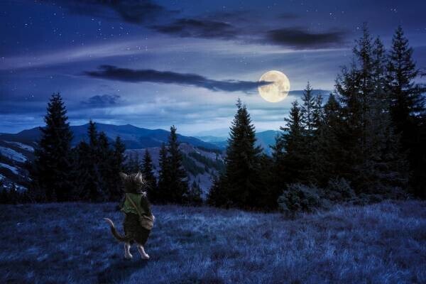 マタタビのアロマ香るヒーリングプラネタリウム作品「猫星夜 -ある日の星空のおはなし-」2022年2月4日より都内３館で上映開始