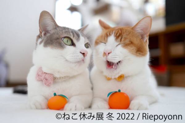 2022年＜ニャーニャーイヤー＞ スター猫大集結「ねこ休み展」冬の本祭！1/28～2/27開催　猫の日(2/22)限定企画も実施！
