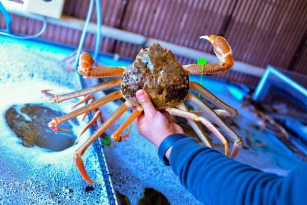 全6室だけの隠れ家の宿「ICHIJO」(いちじょ)　冬の味覚を楽しめる期間限定プラン「香住特上活松葉ガニプラン」をご紹介