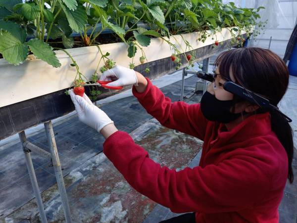 あべのハルカス近鉄本店で「バーチャルいちご狩り」を初開催！