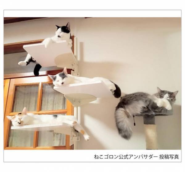 ＜業界初＞窓辺のスペースを活用した新しいキャットタワー「ねこゴロン」を新発売