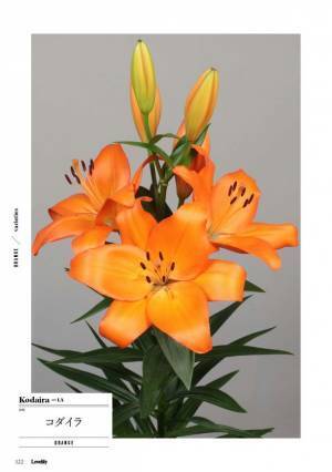 ユリ切花の魅力発信・需要拡大を狙う！リリープロモーション・ジャパン初の電子書籍『Lovelily 2021-22』発行！