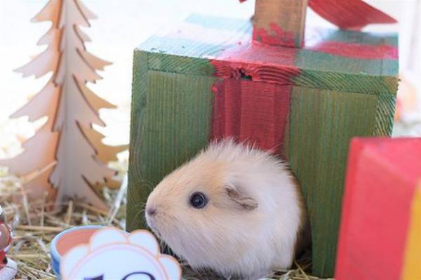 可愛いモルモットが“パーティー”開催？！『モルちゃんのクリスマスパーティー★』開催のお知らせ