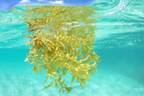 地球温暖化に影響　異常発生するカリブ海の海藻サルガッサムから「生分解性プラスチック」を作ることに成功　「脱炭素」の実現へ