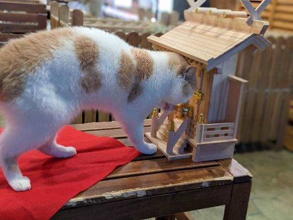 新春恒例 開運祈願イベント開催！～2022年のあなたの運勢をアニミルの動物さんが占います～