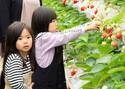 福岡県『朝倉マルシェ 果樹蔵』1/8あまおうのいちご狩り体験スタート！