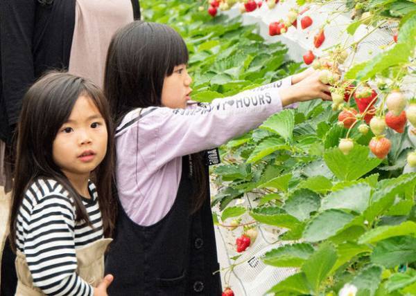福岡県『朝倉マルシェ 果樹蔵』1/8あまおうのいちご狩り体験スタート！