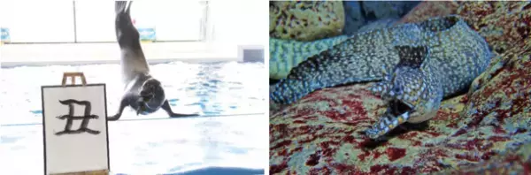 海の生き物たちと楽しめるイベントが盛りだくさん　「年末年始はアクアワールド・大洗で楽しもう」2021年12月28日(火)～2022年1月31日(月)に開催