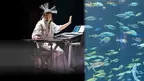 日本人初5次元キーボード・パフォーマー薮井佑介による四国水族館ナイトコンサートを大晦日の12月31日に開催