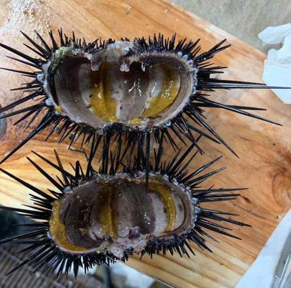 食べることで環境保全！？大分発の陸上畜養ウニ「豊後の磯守(R)」に無添加塩水パックが登場
