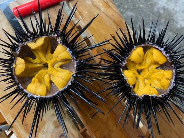 食べることで環境保全！？大分発の陸上畜養ウニ「豊後の磯守(R)」に無添加塩水パックが登場