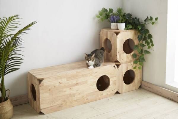 猫×ナチュラル家具の「CAT-HUS」、『寅』の猫用被り物を先着30名様にプレゼントするキャンペーンを12月22日に開始！