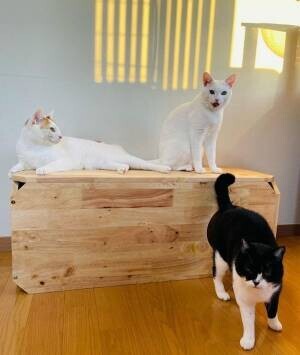 猫×ナチュラル家具の「CAT-HUS」、『寅』の猫用被り物を先着30名様にプレゼントするキャンペーンを12月22日に開始！