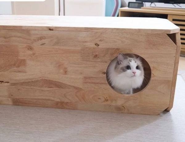 猫×ナチュラル家具の「CAT-HUS」、『寅』の猫用被り物を先着30名様にプレゼントするキャンペーンを12月22日に開始！