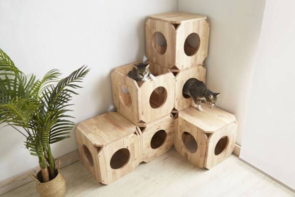 猫×ナチュラル家具の「CAT-HUS」、『寅』の猫用被り物を先着30名様にプレゼントするキャンペーンを12月22日に開始！