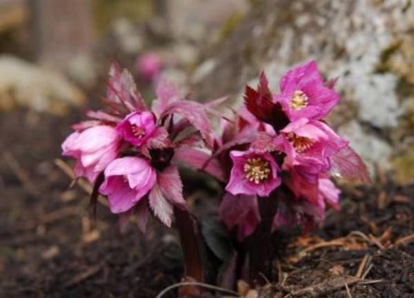 【六甲高山植物園】冬季特別開園・プレオープン～雪を割って咲くバイカオウレンの群落～