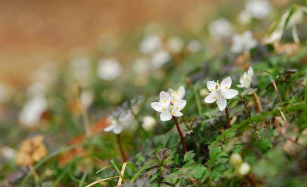 【六甲高山植物園】冬季特別開園・プレオープン～雪を割って咲くバイカオウレンの群落～
