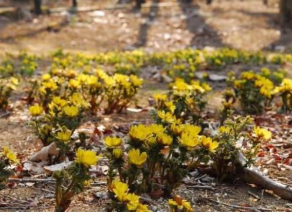 【六甲高山植物園】冬季特別開園・プレオープン～雪を割って咲くバイカオウレンの群落～
