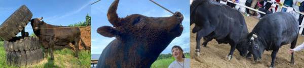 世界自然遺産「奄美・沖縄」4地域登録記念　アイランドホッピングオンラインツアーの参加者を募集