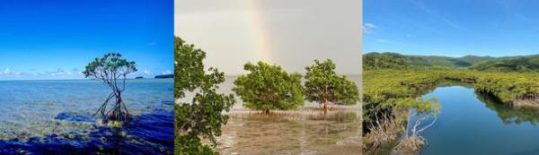 世界自然遺産「奄美・沖縄」4地域登録記念　アイランドホッピングオンラインツアーの参加者を募集