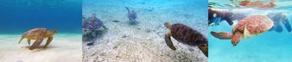 世界自然遺産「奄美・沖縄」4地域登録記念　アイランドホッピングオンラインツアーの参加者を募集