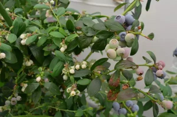 日本発で世界初！東京農工大学が冬季ブルーベリーの栽培に成功　500円玉超クラスの“クリスピーベリー”を伊勢丹新宿店にて12月から販売開始