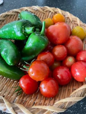 「5本の樹」のある庭で「ネイチャー・ポジティブ」な暮らしを　～様々な事業を紹介する「積水ハウス ストーリー」の最新情報を公開～