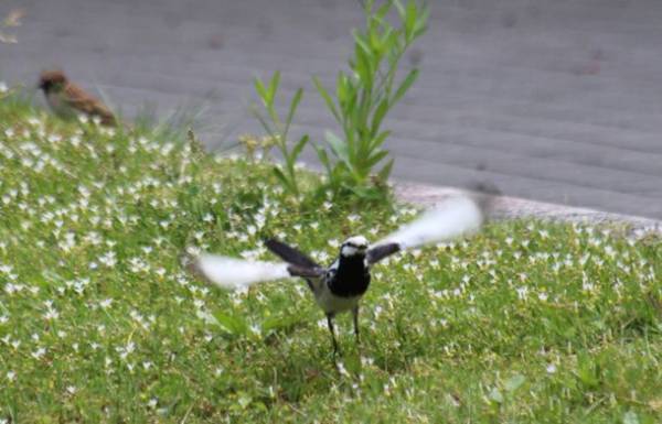 「5本の樹」のある庭で「ネイチャー・ポジティブ」な暮らしを　～様々な事業を紹介する「積水ハウス ストーリー」の最新情報を公開～