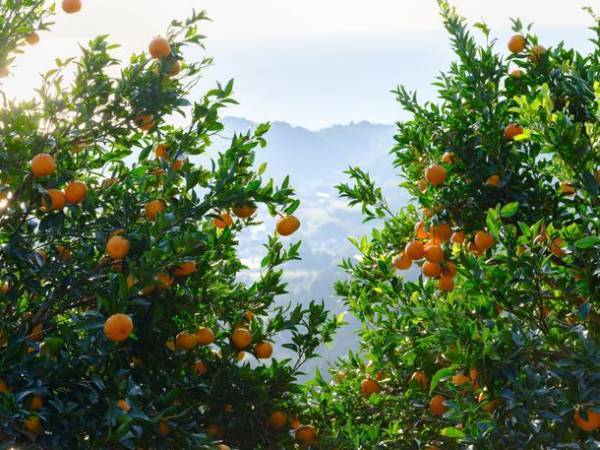 線路と道路両用の“交通手段”　世界初！DMV(デュアル・モード・ビークル)営業運行開始！高知県東洋町『甲浦駅』で列車からバスに変身？！旬を迎えた特産ぽんかんでおもてなし