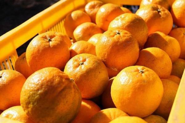 線路と道路両用の“交通手段”　世界初！DMV(デュアル・モード・ビークル)営業運行開始！高知県東洋町『甲浦駅』で列車からバスに変身？！旬を迎えた特産ぽんかんでおもてなし