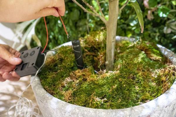 植物の力で発電！環境配慮型のエネルギー『botanical light』を都内の商業施設に設置し2022年2月まで実証実験を実施