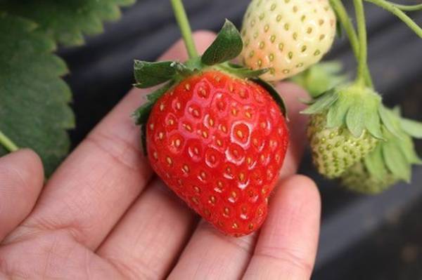 成田ゆめ牧場の「いちご初摘み」が12月30日より開始　いちご摘み争奪戦、今年はWEBから簡単に予約できます！