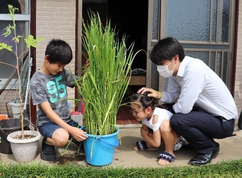 お家のベランダや学校で稲づくりにチャレンジ！ 今年も27万セットを配布します！身近な場所で食育体験「バケツ稲づくり」