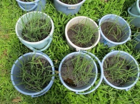 お家のベランダや学校で稲づくりにチャレンジ！ 今年も27万セットを配布します！身近な場所で食育体験「バケツ稲づくり」