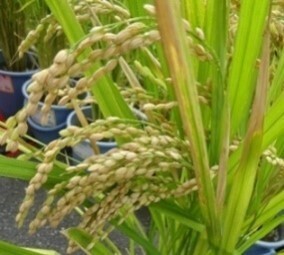 お家のベランダや学校で稲づくりにチャレンジ！ 今年も27万セットを配布します！身近な場所で食育体験「バケツ稲づくり」