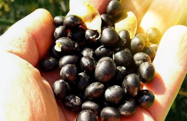 福岡で生産される国産大黒豆【クロダマル】を使用した「田舎町の奇跡のシャンプー＆コンディショナー」のクラウドファンディングを開始