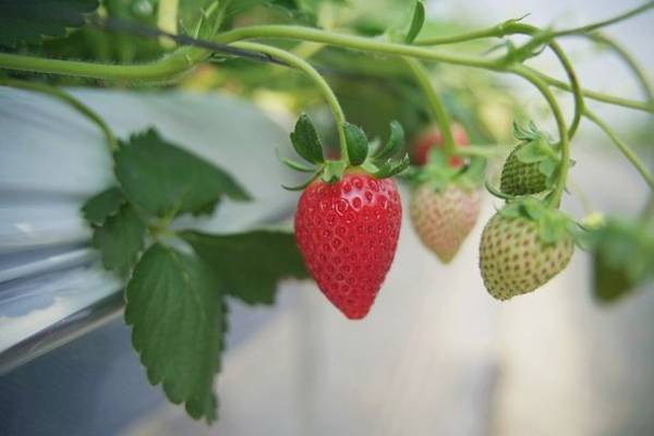 茨城県 下妻農場で“1棟2組完全貸切”のいちご狩り食べ放題がスタート！1名から予約可能、密を避けて完熟いちごを堪能