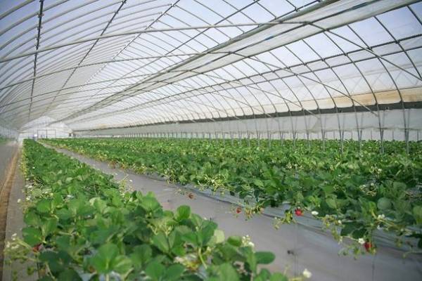 茨城県 下妻農場で“1棟2組完全貸切”のいちご狩り食べ放題がスタート！1名から予約可能、密を避けて完熟いちごを堪能