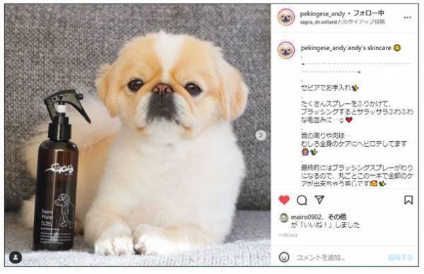 ワンちゃん用スキンケアブランド『Sepiaセピア』第2期公式アンバサダー募集開始！ワンちゃんのスキンケアを毎日の習慣に！