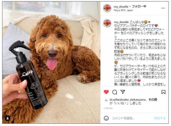 ワンちゃん用スキンケアブランド『Sepiaセピア』第2期公式アンバサダー募集開始！ワンちゃんのスキンケアを毎日の習慣に！