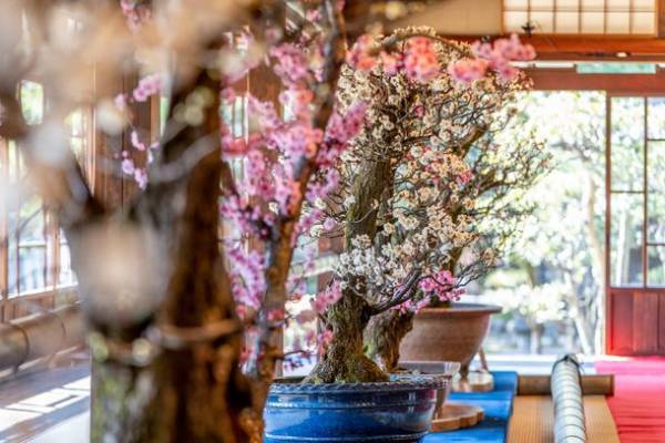 新春の風物詩「第71回長浜盆梅展」(滋賀県)　1月9日(日)～3月10日(木)開催　～歴史ある慶雲館のお座敷にずらりと並ぶ圧巻の紅白盆梅～