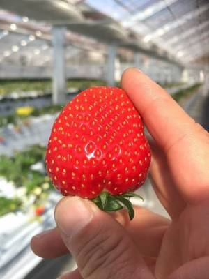 宝達志水町で観光農園を営むトレジャーふぁーむのいちご狩りが1/5(水)「いちごの日」にグランドOPEN　～人口12,000人の宝達志水町、今シーズン集客目標10,000名超～