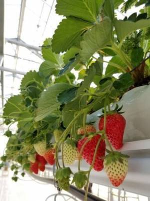 「幸せのパンケーキ　淡路島リゾート」の自家栽培「幸せのいちご農園」にて『いちごの収穫』を1月11日より期間限定で開催！