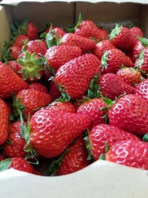 「幸せのパンケーキ　淡路島リゾート」の自家栽培「幸せのいちご農園」にて『いちごの収穫』を1月11日より期間限定で開催！