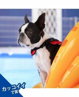 インスタグラムでペット写真「第一回 Petomoフォトコンテスト」開催　応募総数1,388点から3つの賞を決定！第二回は2月開催予定